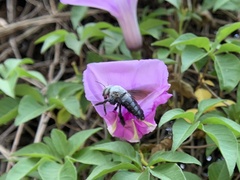 Xylocopa abbotti