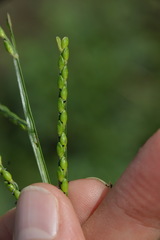 Urochloa platyphylla
