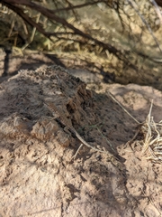 Uta stansburiana uniformis