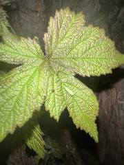 Graphocephala atropunctata