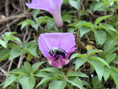 Xylocopa abbotti