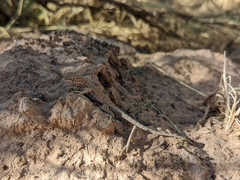 Uta stansburiana uniformis