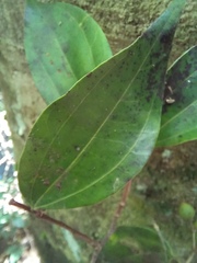 Celtis timorensis
