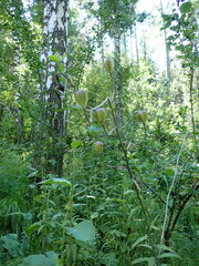 Lilium martagon pilosiusculum