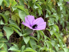 Xylocopa abbotti