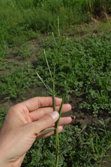 Urochloa platyphylla
