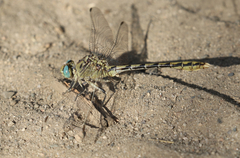 Ophiogomphus severus