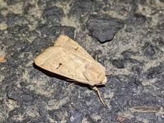 Dichagyris variabilis