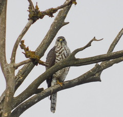 Accipiter brevipes