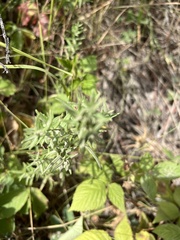 Galium boreale