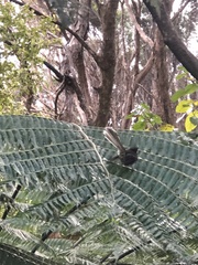 Rhipidura fuliginosa