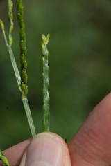 Urochloa platyphylla
