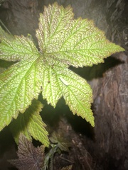 Graphocephala atropunctata