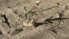 Ophiogomphus severus