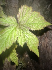 Graphocephala atropunctata