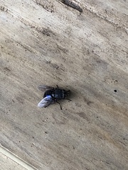 Calliphora quadrimaculata