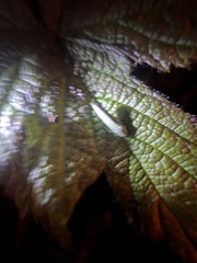 Graphocephala atropunctata