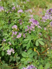 Medicago