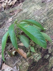 Fagaceae