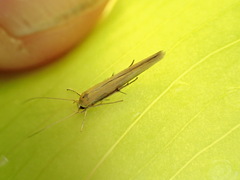 Stathmopoda skelloni