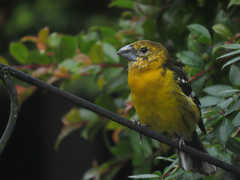 Pheucticus chrysogaster
