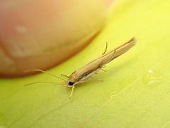 Stathmopoda skelloni