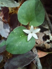 Geophila repens