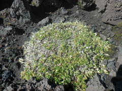 Cherleria arctica