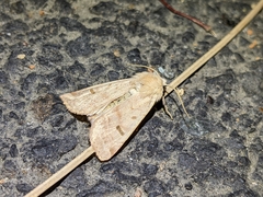 Dichagyris variabilis