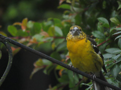 Pheucticus chrysogaster