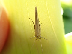 Stathmopoda skelloni