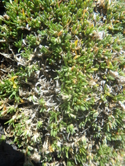 Cherleria arctica