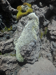 Racomitrium lanuginosum