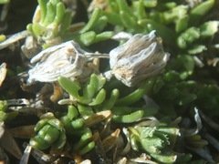 Cherleria arctica