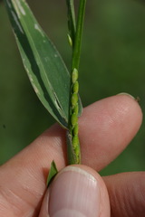 Urochloa platyphylla