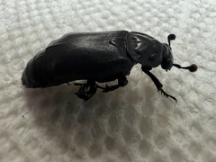 Nicrophorus nigrita