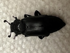 Nicrophorus nigrita