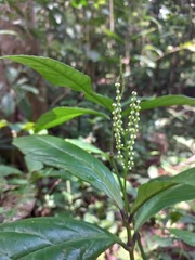 Chloranthus elatior