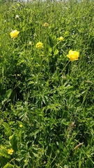Trollius europaeus