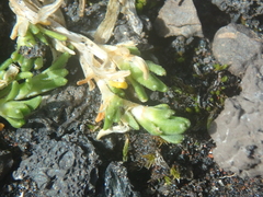 Cherleria arctica