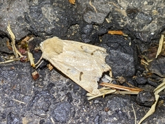 Dichagyris variabilis