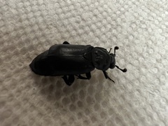 Nicrophorus nigrita
