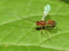 Braconidae