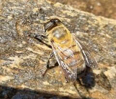 Eristalinae