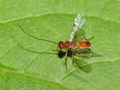Braconidae