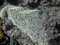 Racomitrium lanuginosum
