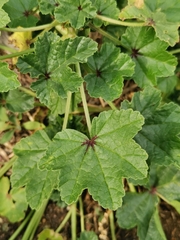 Malva sylvestris