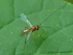 Braconidae