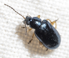 Lysathia ludoviciana