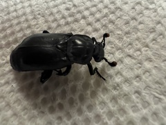 Nicrophorus nigrita